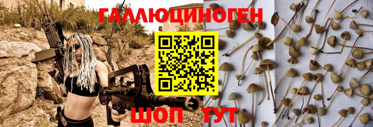 Галлюциногенные грибы Psilocybine cubensis Нижний Новгород